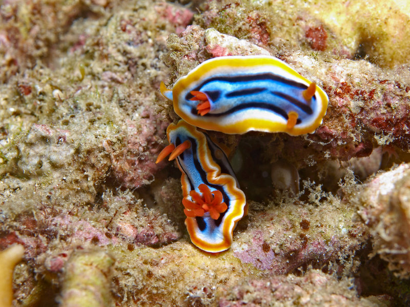 Nudibranch, Manila Channel